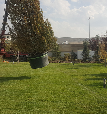 Çayyolu Sulama Sistemi ve Fidan Dikim