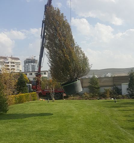 Çayyolu Sulama Sistemi ve Fidan Dikim