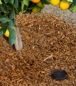 Kök Bölgesi Sulama Sistemi